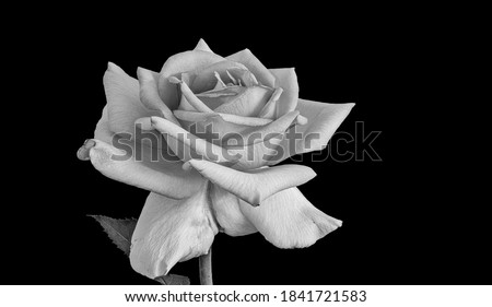 monochrome white yellow rose blossom with leaves macro on black background in vintage painting style