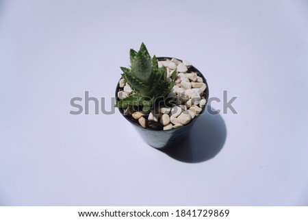 Cactus isolated on a white background, aloe or succulents in small pots.