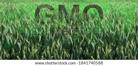 Genetically modified wheat covered with green toxic gas. Modern technology for hungry masses. Negative influence of industrialized farming and food production. Royalty-Free Stock Photo #1841740588