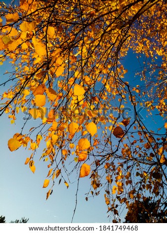 tree with golden leaves on branches, birch in autumn, blue sky, yellow color