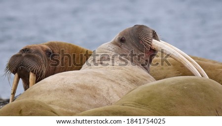 Walrus (Odobenus rosmarus) resting on a beach in the arctic