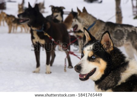 Sledding with husky dogs in Lapland Finland.