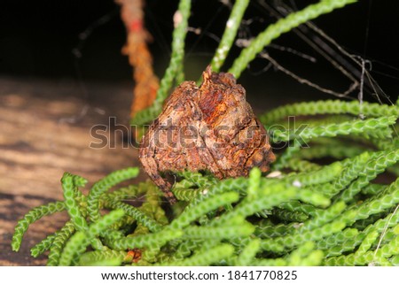 Tree stump spider (Poltys illepidus, Araneidae) camouflaged on pine leaves.