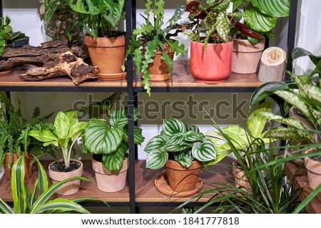 Many different plants in flower pots in flowers store. Garden center and wholesale supplier concept. Green background. Lots of leaves.