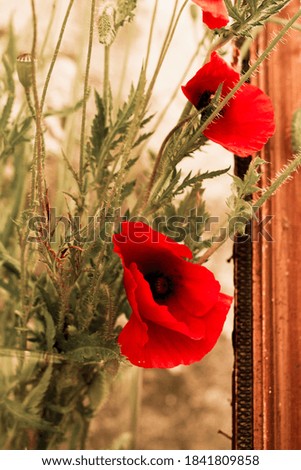 Poppy flowers shoot with the picture frame