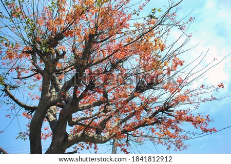 Maple tree and blue sky