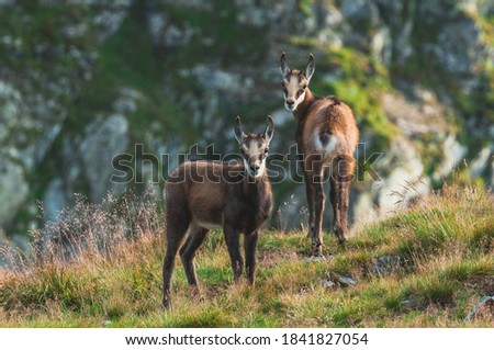 Two young lovely chamois (rupicapra rupicapra tatrica). Siblings animals. High Tatras, Carpathian mountains. Poland, Slovakia, Europe. Beauty in nature. Wildlife animal photography.