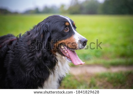 Portrait of a Bernese Mountain Dog. Female dog in a big green field.