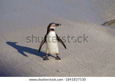 Penguin with shadow on Boulders beach 