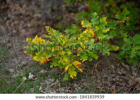Young oak tree with yellow and green leaves in autumn