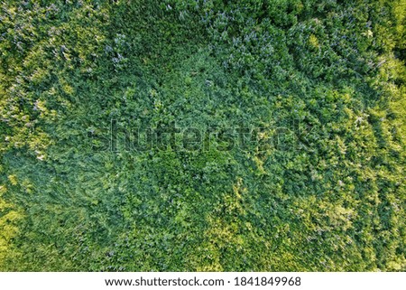 Aerial landscape with summer field with blooming lupines. European nature.
