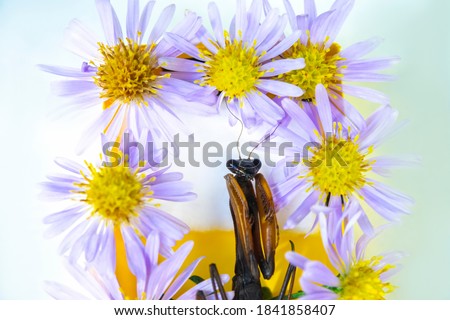 closeup dead mantis in the coffin with flowers on white background. Surreal halloween background