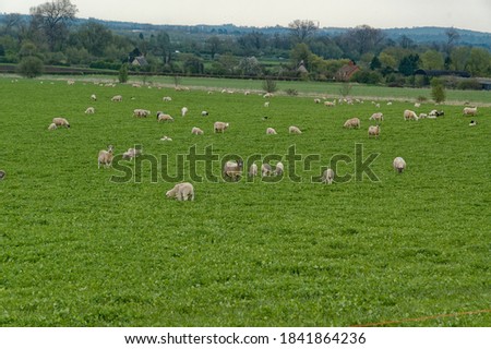 Sheep. Cross bred flock on clover rich meadow.