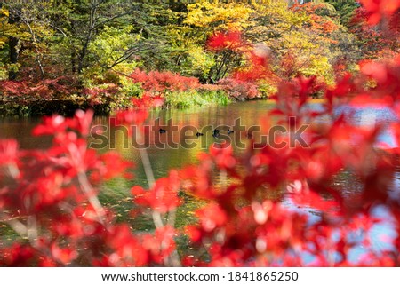 Red leaves and ducks in Karuizawa, Japan.