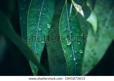 Eucalyptus leaves. branch eucalyptus tree nature background Royalty-Free Stock Photo #1841873653