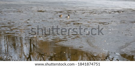 Ducks on the ice of a frozen lake