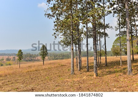 Sunset in Forest Landscape With Natural green tree. Forest. Beautiful Scenic.