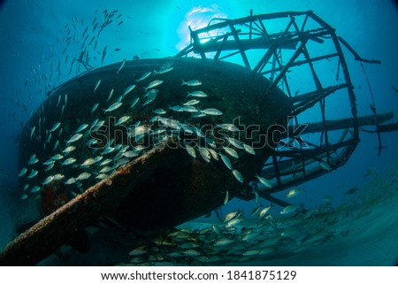 Grunts on ship wreck on the Bridge dive site, Sint Maarten, Dutch Caribbean Royalty-Free Stock Photo #1841875129