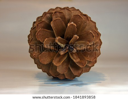 top view of decorative symmetric pine cone. Biological example of fibonacci spirals at a pine cone.