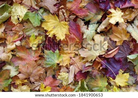 Autumn fallen leaves on the ground in the park
