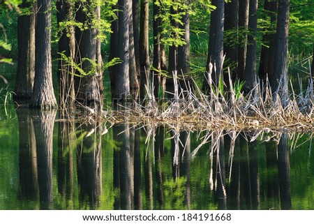 a beautiful green forest is reflected in water