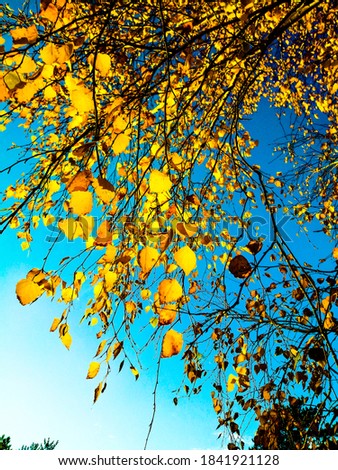 tree with golden leaves on branches, birch in autumn, blue sky, yellow color