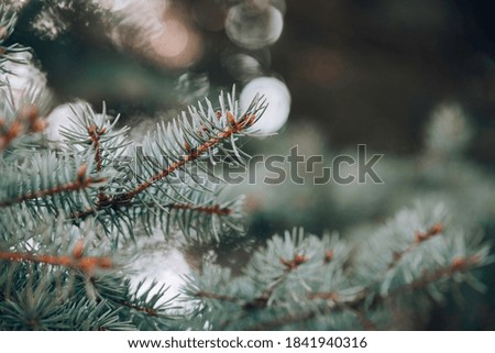 Close up of a blue spruce tree. Selective focus.