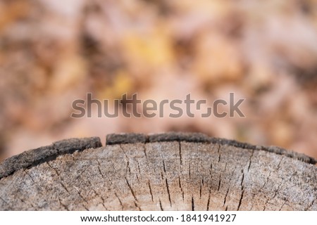  Wooden surface of a saw cut from a tree on an autumn background. Halloween, thanksgiving