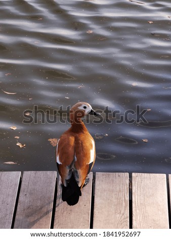 duck sits on a wooden bridge by the water 