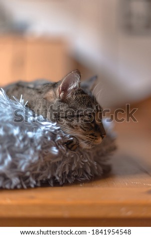 a cute cat chilling in its comfy bed