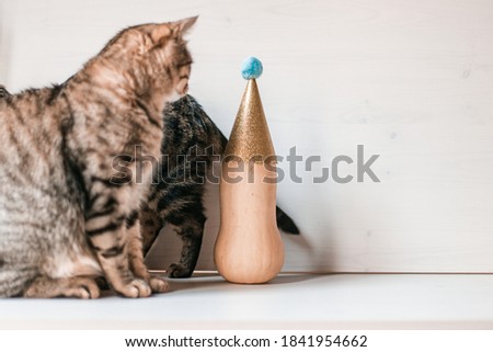 A cute cat and a pumpkin with a glitter hat
