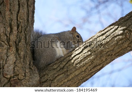 A squirrel sitting in a tree eating nuts.