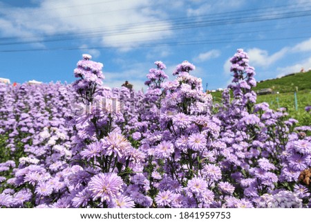 Purple margaret flowers blooming on the mountain in the morning