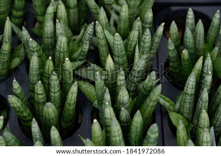 Sylindrical snake plants in the black potted background.