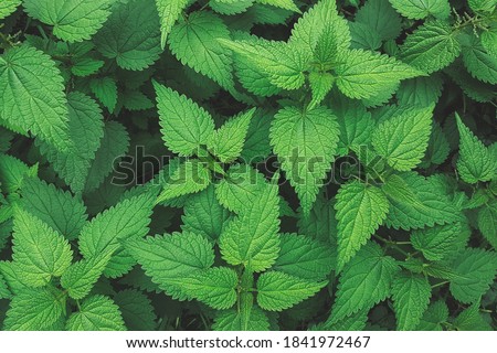 Fresh nettle leaves. Botanical pattern. Green leaves background. Thickets of nettles.  Royalty-Free Stock Photo #1841972467