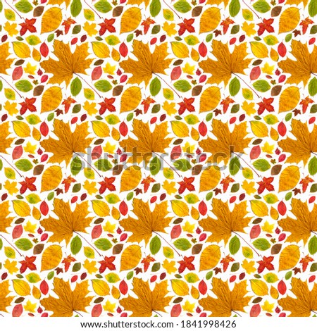 Pattern all sorts of autumn leaves of different types on a white background.