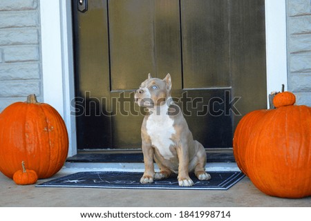 Puppy Halloween photo shoot with pumpkins 