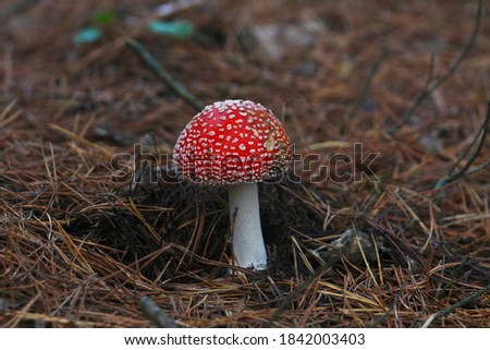 Toxic and hallucinogen mushroom Fly Agaric in grass on autumn forest background. Red poisonous Amanita Muscaria fungus macro close up in natural environment. Inspirational natural fall landscape