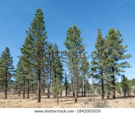 A stand of Ponderosa Pine (Pinus ponderosa) woodland vegetation community type in Fremont-Winema National Forest outside Lakeview, Oregon Royalty-Free Stock Photo #1842005050