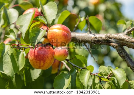 Rie apricot hanging on a tree branch with sunshine during sunny summertime day. Healthy eating concept