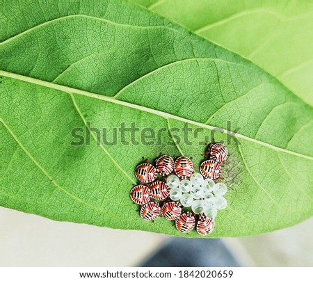 Green leaf with insects and their eggs