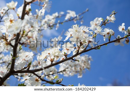 Spring time: blooming cherry tree