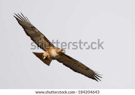 Flight picture of a red-tailed hawk with a clear sky background, taken in Colorado. 