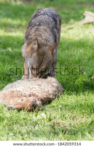 The europeam Wolf or (Canis Lupus)