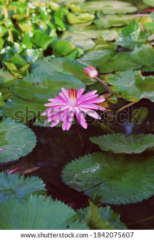 Beautiful picture of lotus in pond with green background