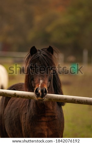 Beautiful Black stallion horse on green background