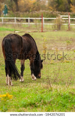 Beautiful Black stallion horse on green background