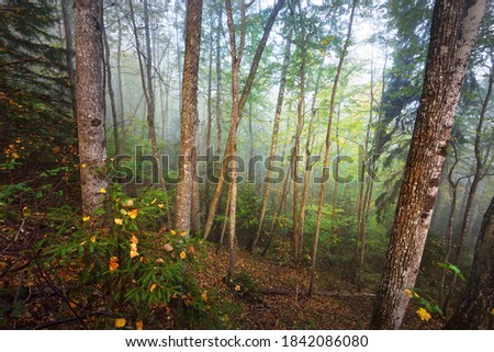 Atmospheric landscape of the forest hills in a fog at sunrise. Golden light, sunbeams. Green trees, colorful leaves, moss, fern, plants close-up. Sigulda, Latvia. Ecology, seasons, autumn, eco tourism