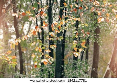 Branches with bright colored autumn leaves. Snow falling in the autumn forest. Trees. 