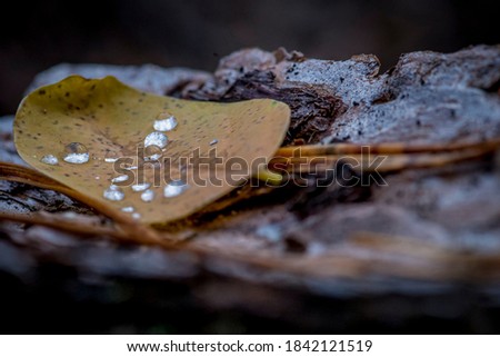 Dew drops on a yellow leaf in the autumn forest on a log macro photography. Forest photo close up, forest background. Fall. Fallen leaves and Coniferous needles